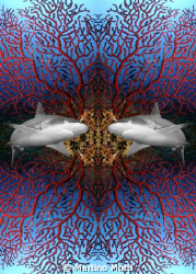 Sharks! The picture show a reflection of a grey reef shar... by Martino Motti 